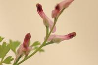 Fumaria muralis