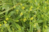 Ranunculus sceleratus