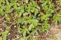 Portulaca oleracea