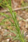 Erigeron canadensis
