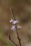 Verbena officinalis