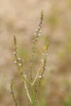Verbena officinalis