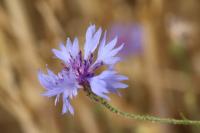 Cyanus segetum