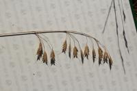 Bromus commutatus