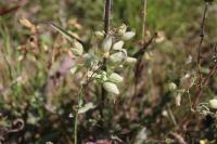 Silene vulgaris