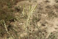 Melilotus albus