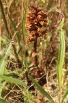 Orobanche picridis-hieracioidis