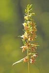 Epipactis helleborine