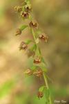 Epipactis helleborine