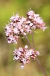 Origanum vulgare