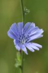 Cichorium intybus