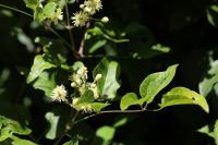 Clematis vitalba