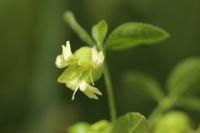 Silene baccifera