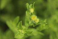 Pulicaria dysenterica