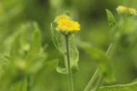 Pulicaria dysenterica