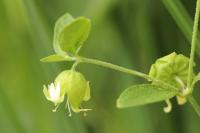 Silene baccifera