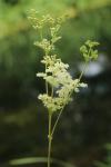 Filipendula ulmaria