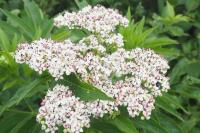 Sambucus ebulus
