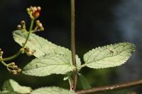 Scrophularia auriculata