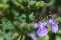 Teucrium botrys