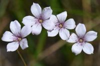 Linum tenuifolium