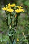 Blackstonia perfoliata