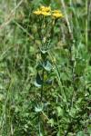Blackstonia perfoliata