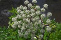 Angelica sylvestris