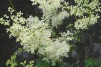 Filipendula ulmaria
