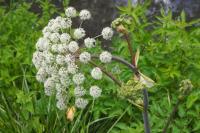 Angelica sylvestris