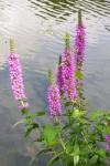 Lythrum salicaria
