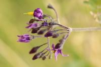 Solanum dulcamara