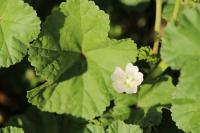 Malva neglecta