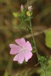 Malva moschata
