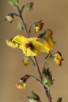 Verbascum blattaria