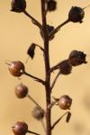 Verbascum blattaria