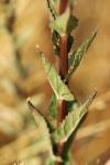 Verbascum blattaria
