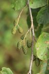 Alnus glutinosa