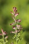 Fumaria officinalis
