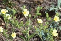 Potentilla recta