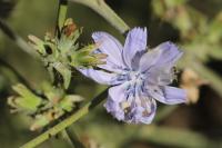 Cichorium intybus