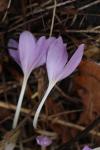 Colchicum autumnale