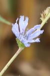 Cichorium intybus