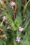 Erodium cicutarium