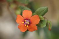 Lysimachia arvensis