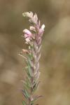 Odontites vernus
