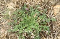 Erodium cicutarium