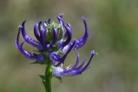Phyteuma orbiculare