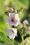 Althaea officinalis