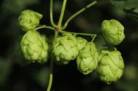 Humulus lupulus